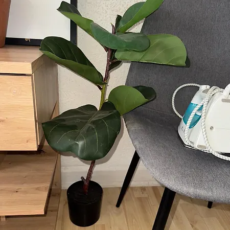 Apartment Urban Nest Prime 3br With Spacious Hall & Kitchen *